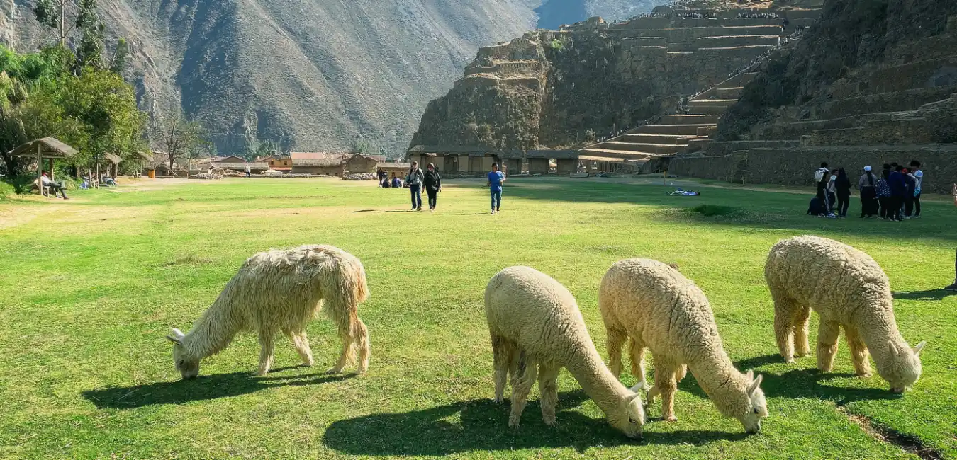 Alpacas grazing at Machu Picchu Inca ruins in Peru